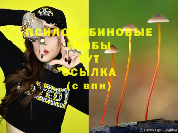шишки Новозыбков