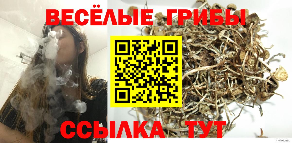 купить наркоту  Кропоткин  Галлюциногенные грибы Psilocybe 